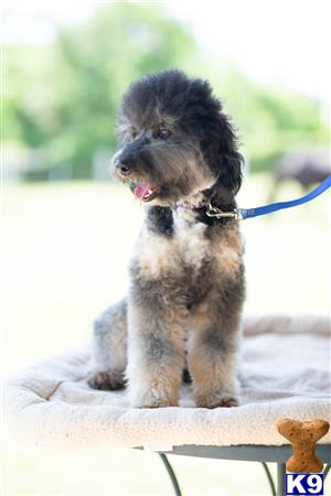 northtexaspuppies Picture 3